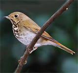 hermit thrush