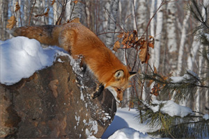 Red Fox