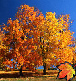 sugar maples