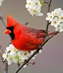 cardinal