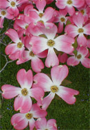 dogwood blossoms