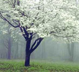 dogwood tree