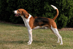 foxhound