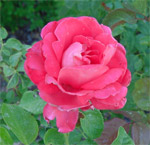 American Beauty Rose