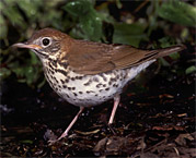 wood thrush