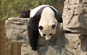 Giant Panda