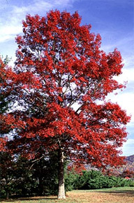 scarlet oak