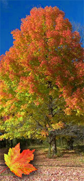 Sugar Maple Tree