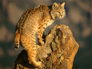 bobcat