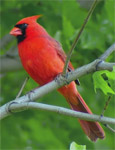 cardinal