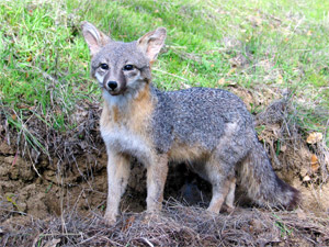 gray fox