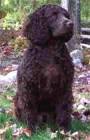 American Water Spaniel