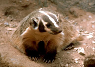 badger