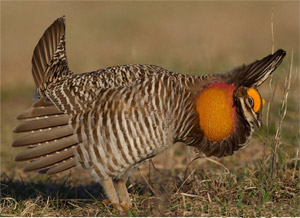 prairie chicken