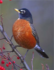 robin