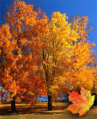 sugar maple trees