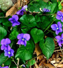 violets