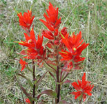 Indian Paintbrush