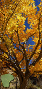 cottonwood tree