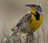 Western Meadowlark